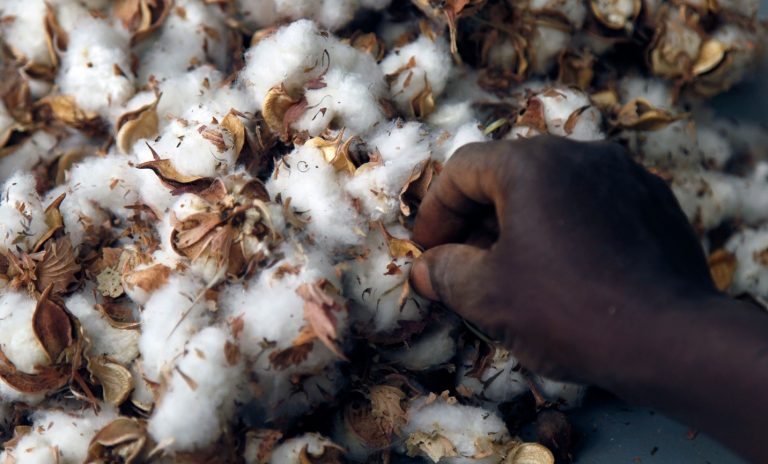 Genetic cotton: Are we there yet?