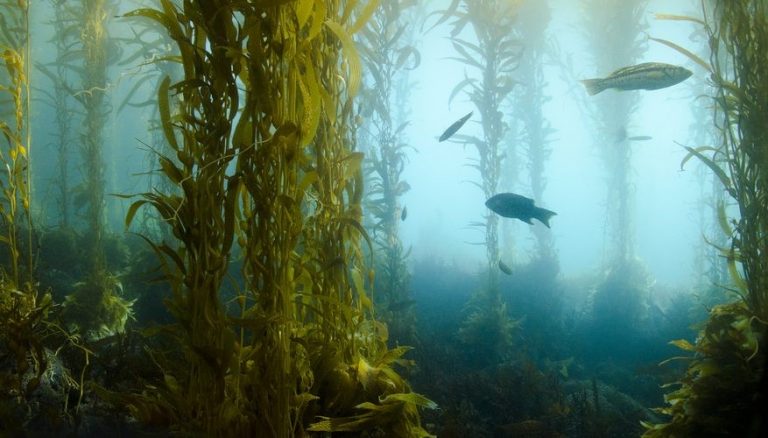 Seaweed- An Opportunity For Sustainable Livelihoods