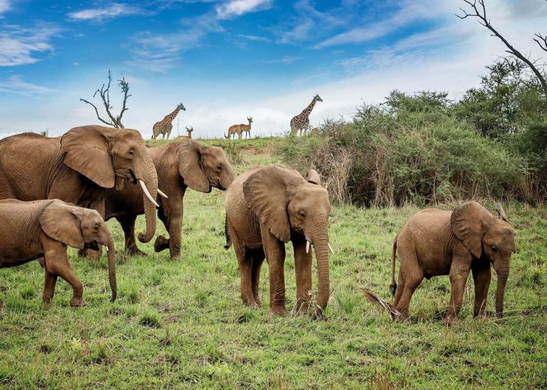 Wildlife Crime- The African Elephant Story