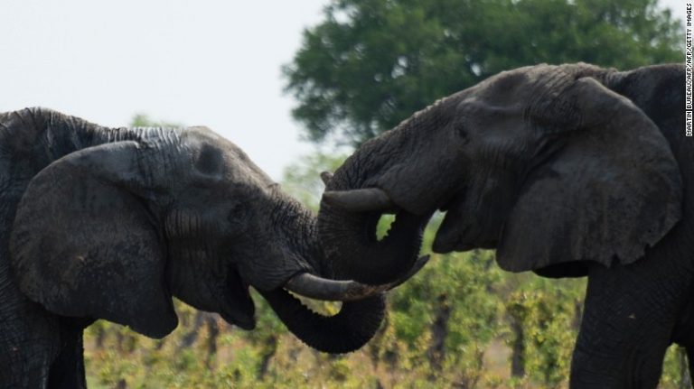 Zimbabwe Sells Elephants To China And Dubai For $2.7 Million