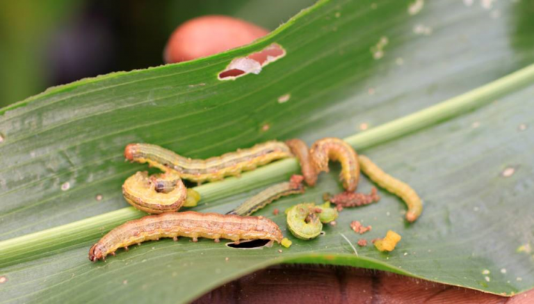 Biological weapon against fall armyworm found in Africa