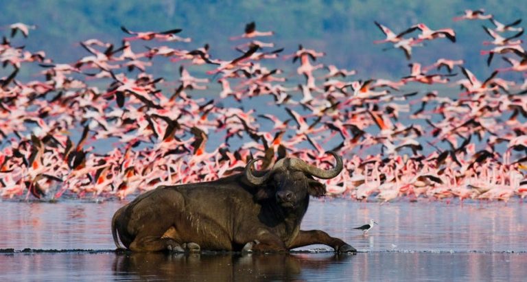 Insights from Kenya: Why Anthrax Outbreaks Recur in The Same Areas