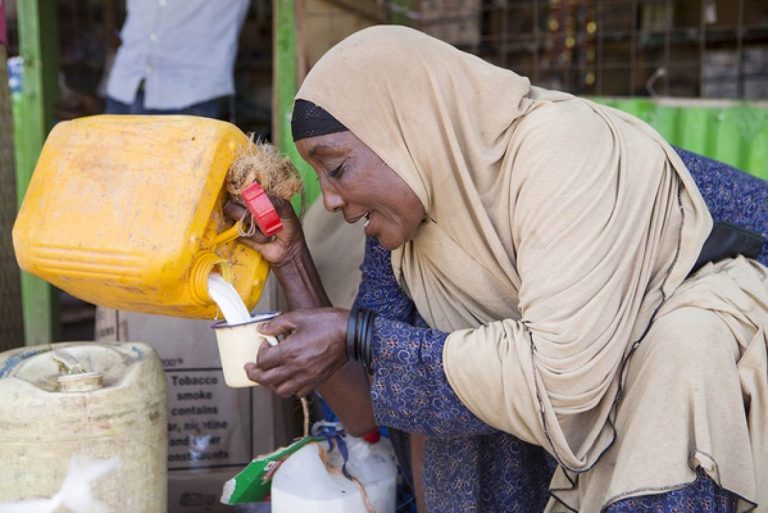 From Camel to Cup: Camel Milk Froths Hopes in Drought-Hit Kenya
