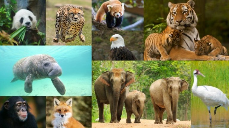 Nature under siege as a million species face extinction, UN warns