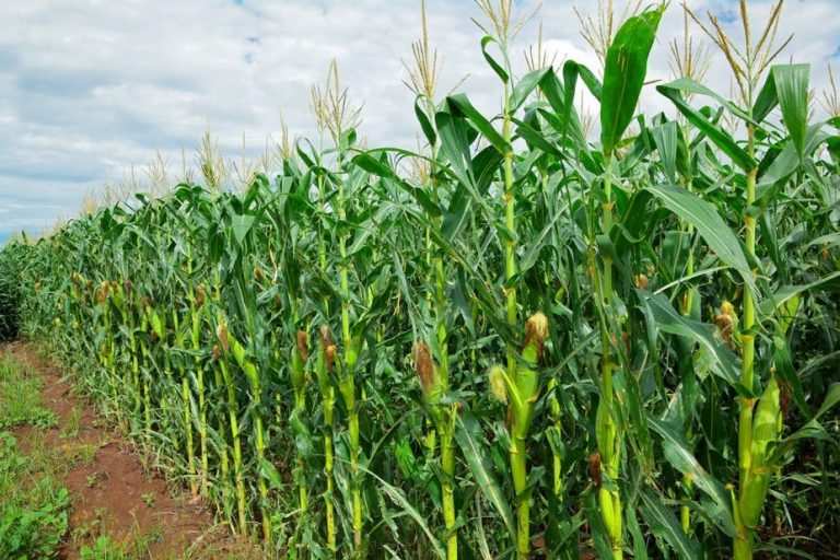Kenya’s Maize Story