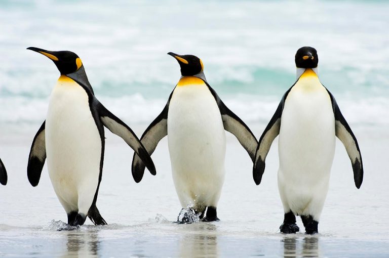 New Study Proves Penguins Are Key Indicators of Ocean Health
