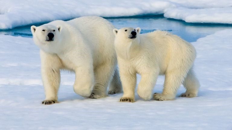 What Is Biodiversity? Why It’s Under Threat and Why It Matters