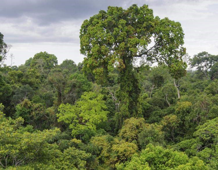 Africa: Defending the Defenders – Tropical Forests in the Front Line