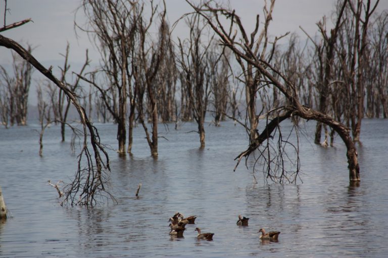 Under Threat: Lakes Being Driven To Deathbed By Human Activities