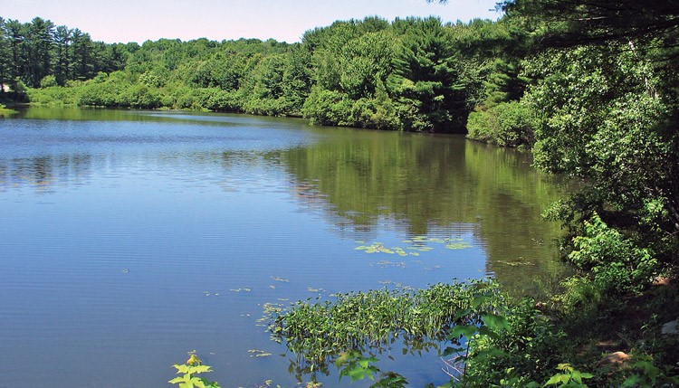 Wetlands as A Tool for Climate Change Mitigation