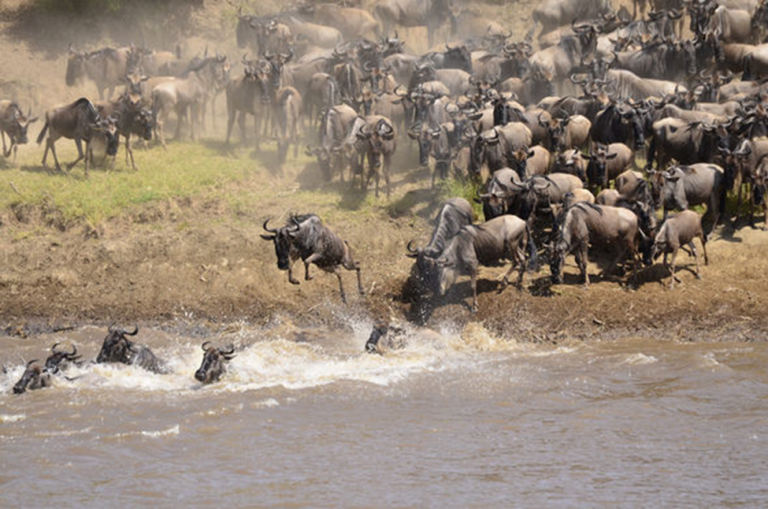 Climate Change, Human Activities Threaten Mara River