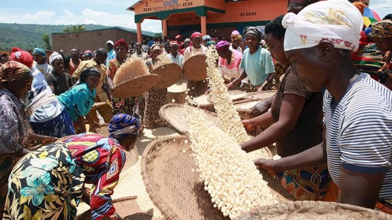 Supremacy Battles Delay Release of Cheap Maize