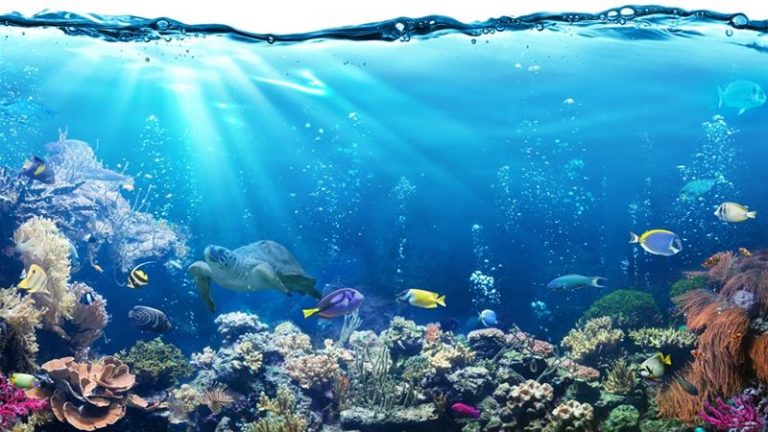 Sailing Towards A Plastic-Free Ocean