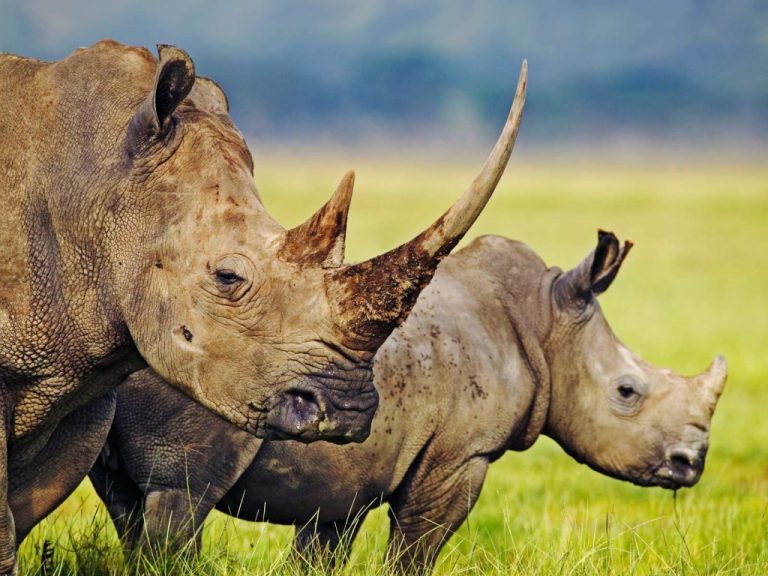 Black Rhino Populations Are Slowly Rising In Africa