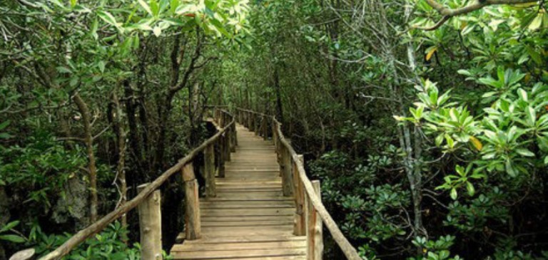 Zanzibar Bans Wildlife Hunting In Jozani Forest Reserve