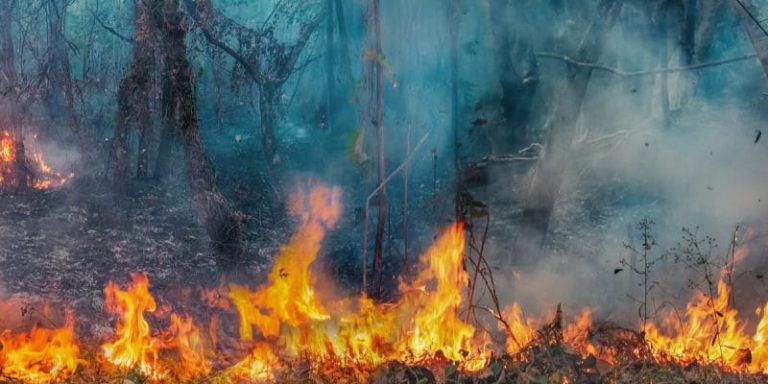 Tropical Forests’ Capacity To Absorb CO2 Is Declining