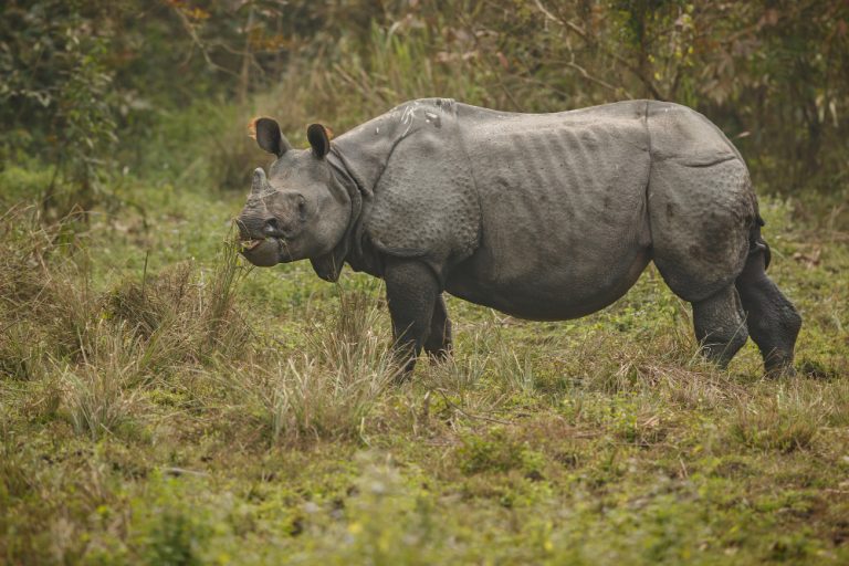 Experts warn that climate change is threatening African rhinos with extinction