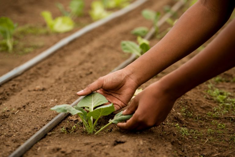 AGRA and IICA Deepen Africa-Americas Collaboration for sustainable agriculture