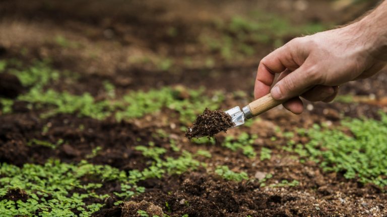 Biochar-based fertilizer could transform African farming