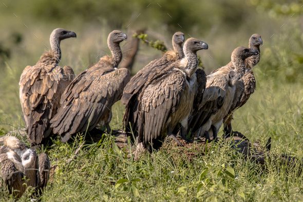 White backed vulture group