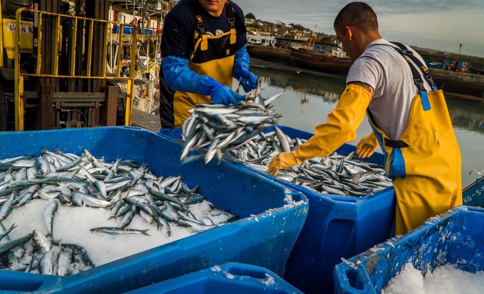 Morocco to halt frozen Sardine exports from February 2026 amid domestic shortages