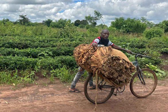 Malawi tobacco oversupply pressures prices as farmer incomes and export earnings face new risks